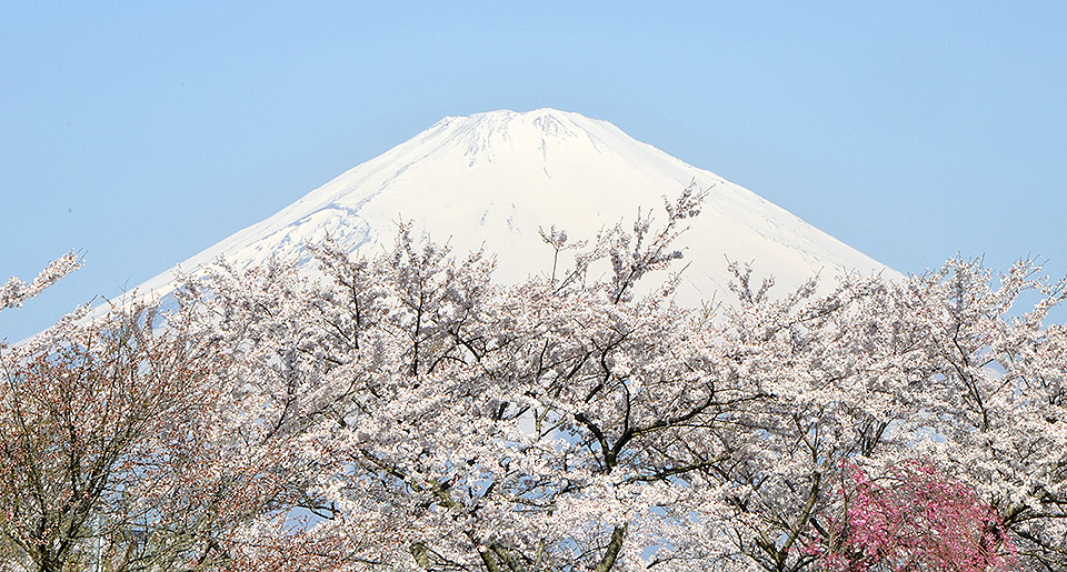 富士山と桜