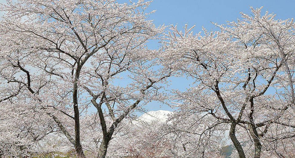 富士山と桜